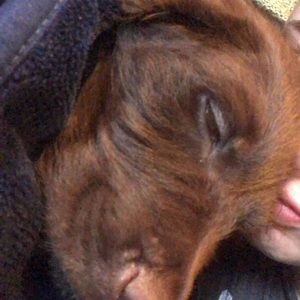 Meet your Posher, Cade